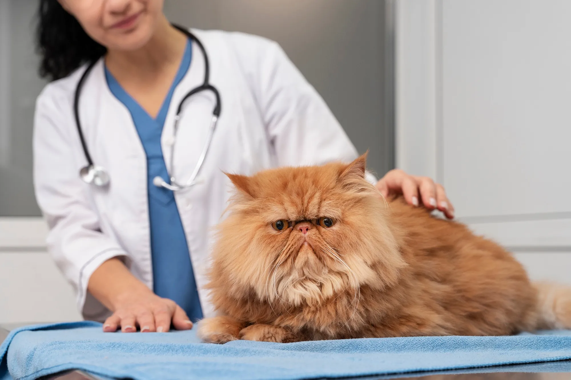 Veterinaria acariciando a un gato persa sobre la mesa de atención