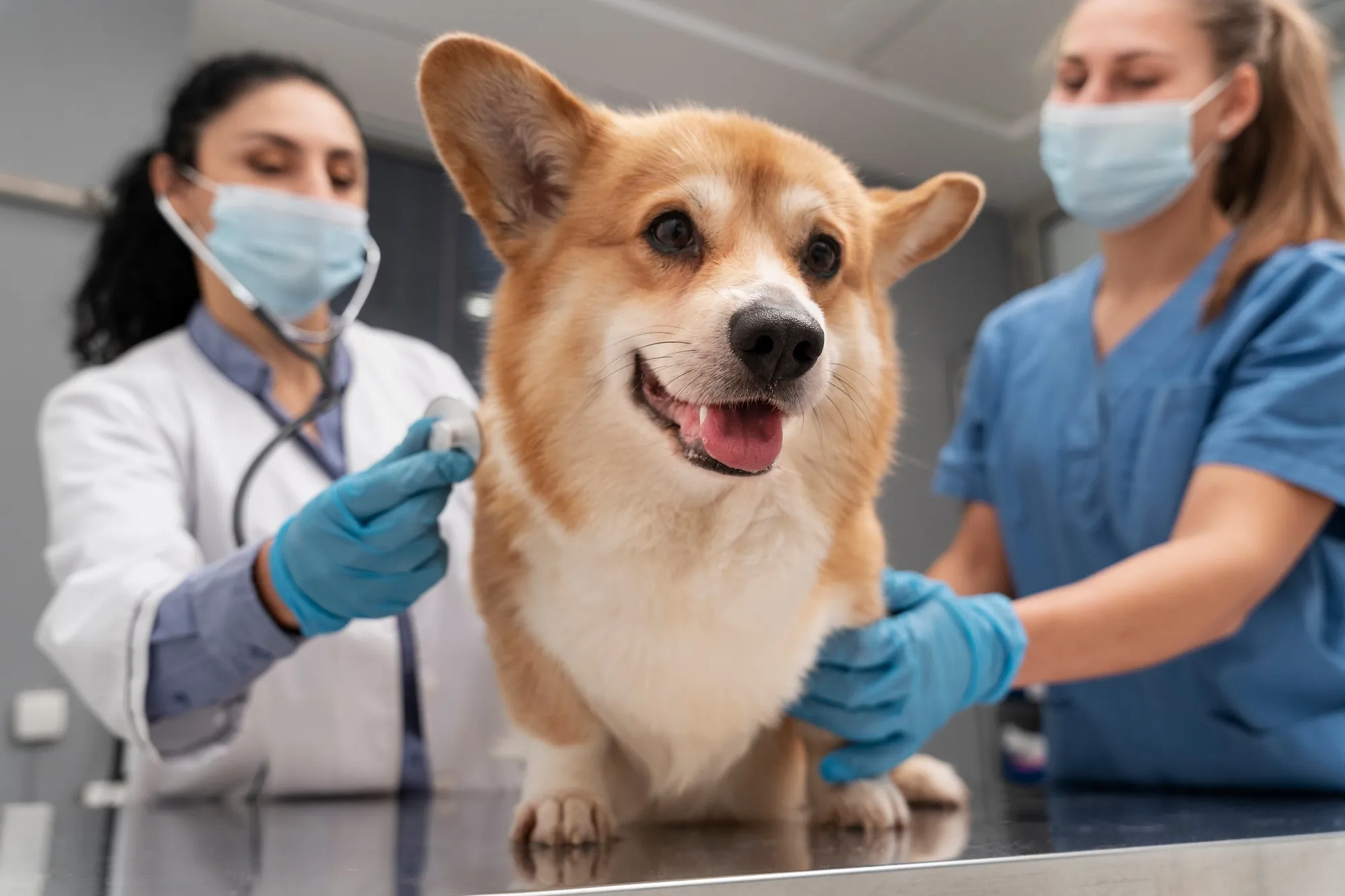 Dos veterinarias revisan a un perro corgi con un estetoscopio en la clínica